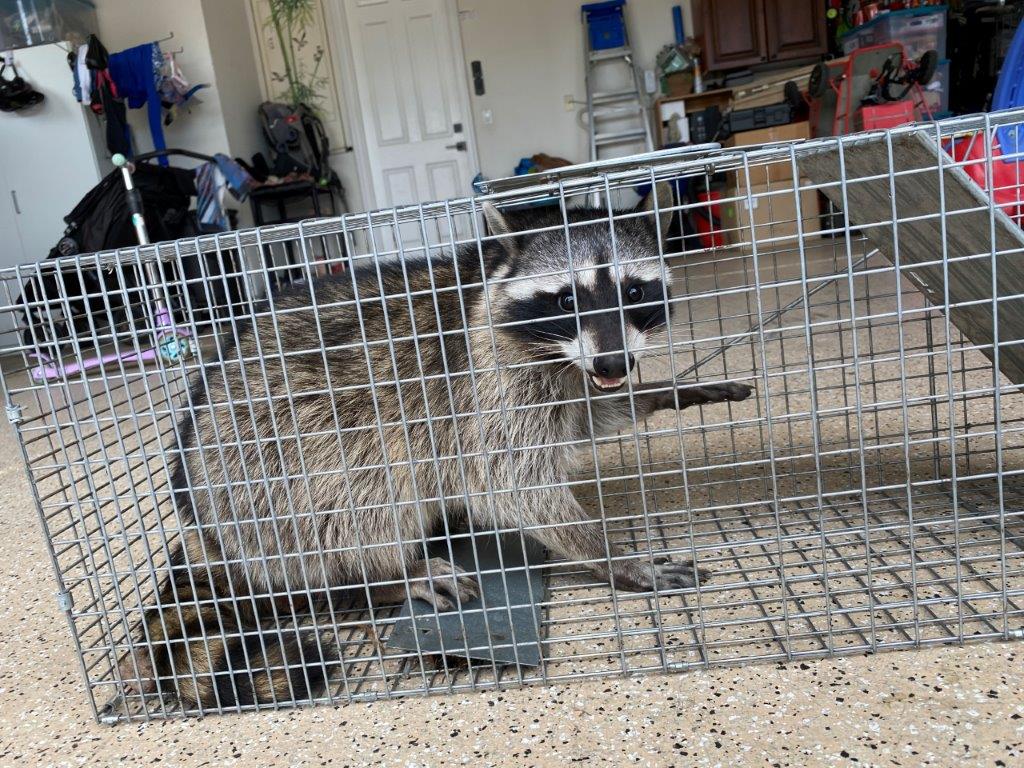 Indianapolis raccoon trapping
